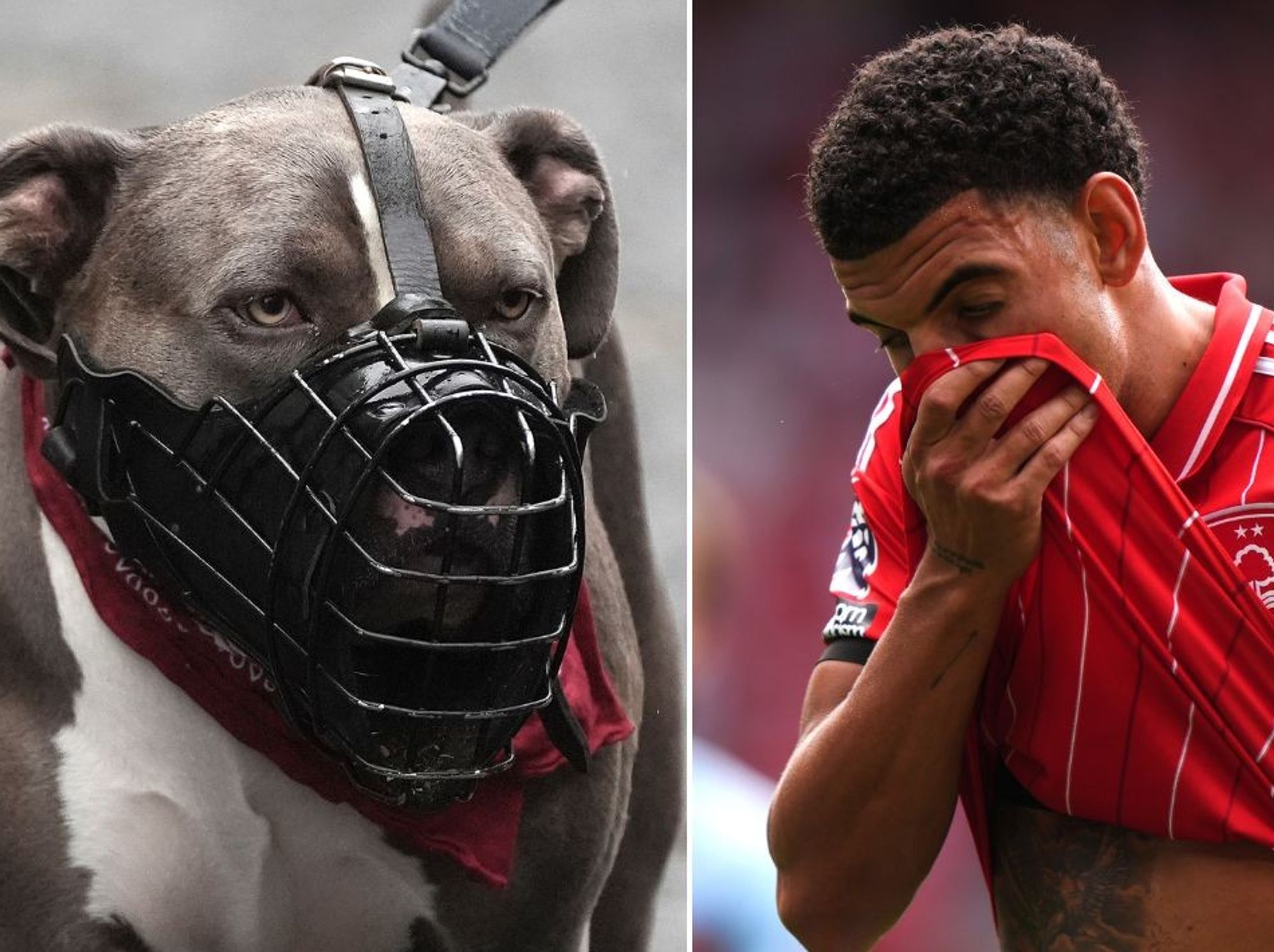 England footballer faces court hearing over 'illegal XL Bully' with destruction order sought