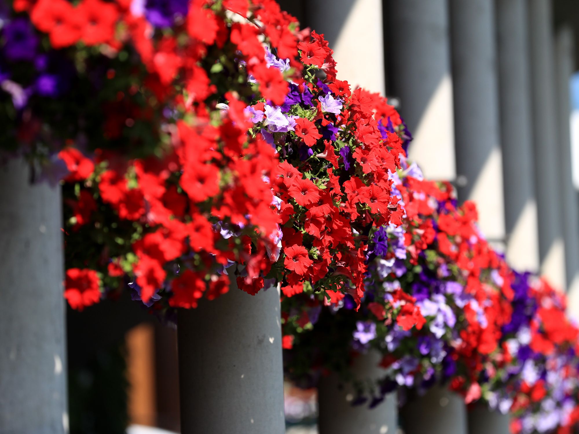 Pensioners 'heartbroken' after council busybodies BAN them from displaying small hanging baskets ...