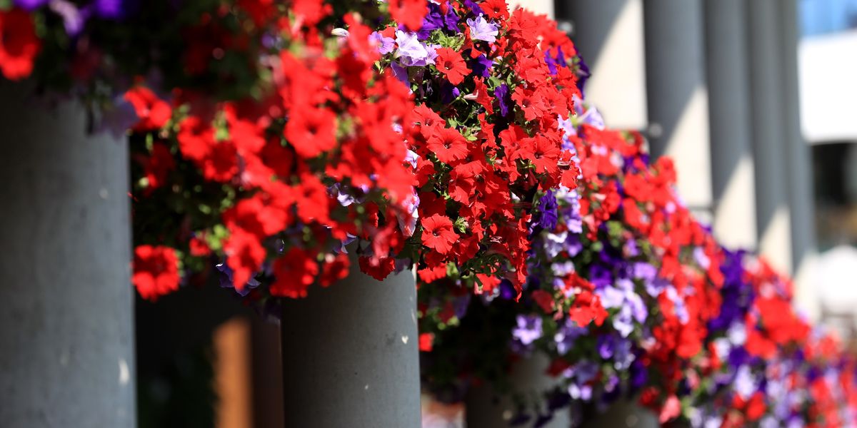 NextImg:Pensioners 'heartbroken' after council busybodies BAN them from displaying small hanging baskets on their own balcony