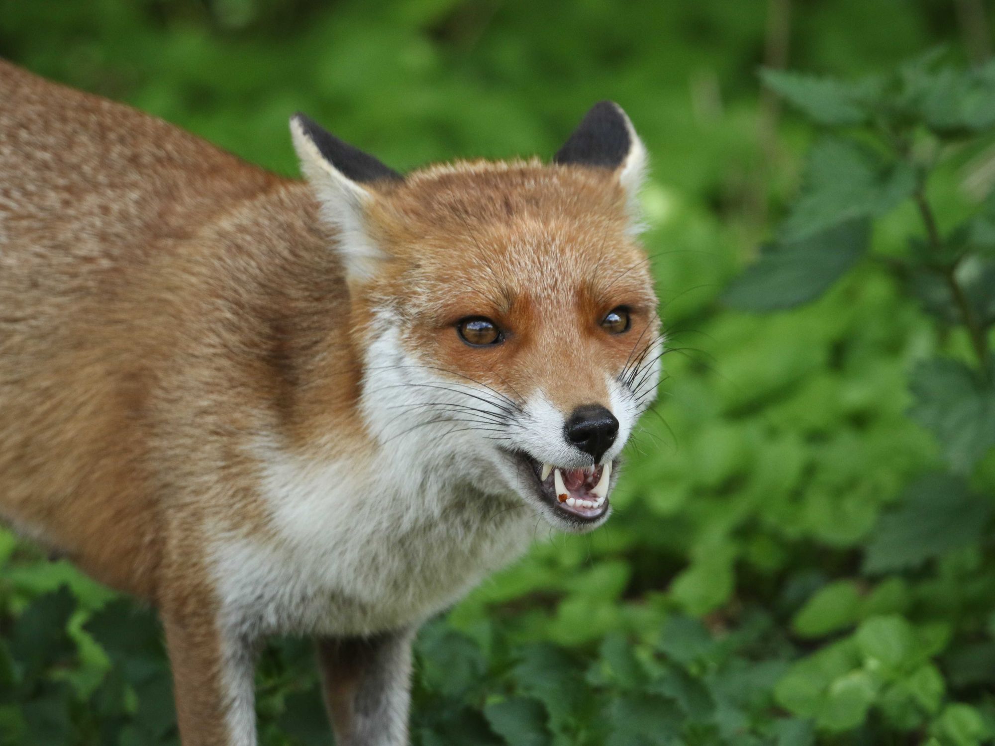 English village terrorised by 'gang of foxes' sets traps to catch troublemaking vermin
