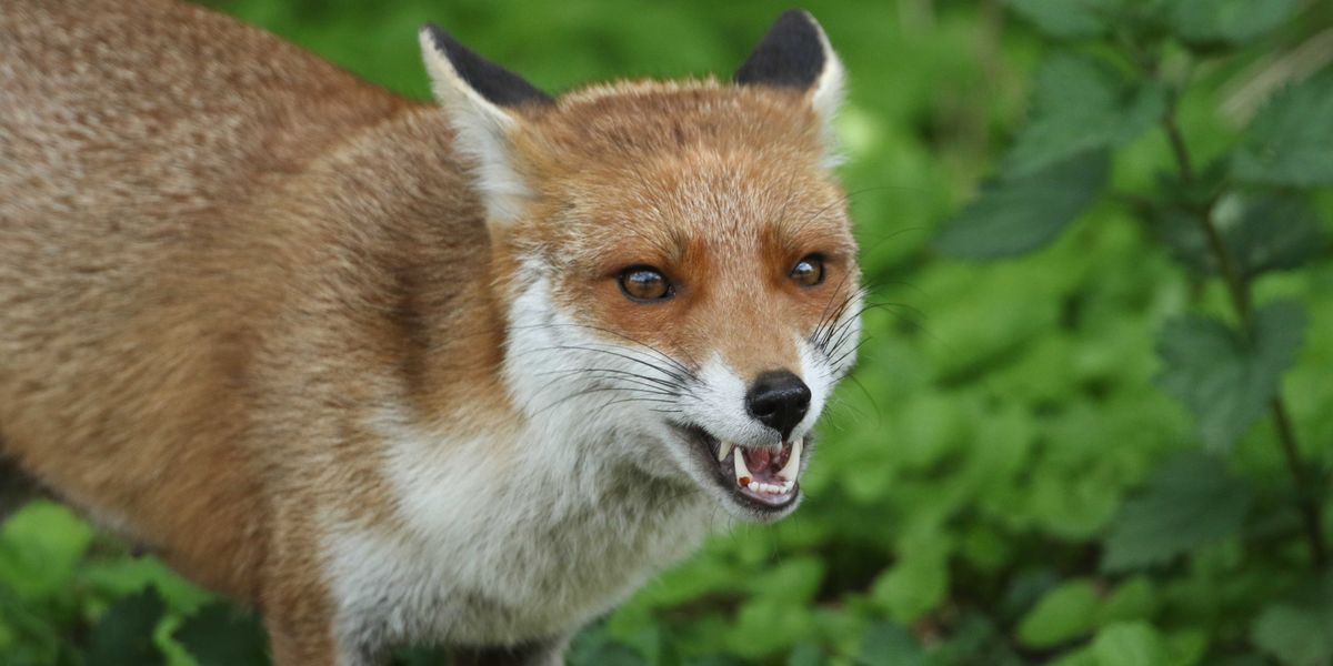 English village terrorised by ‘gang of foxes’ sets traps to catch troublemaking vermin English village terrorised by ‘gang of foxes’ sets traps to catch troublemaking vermin