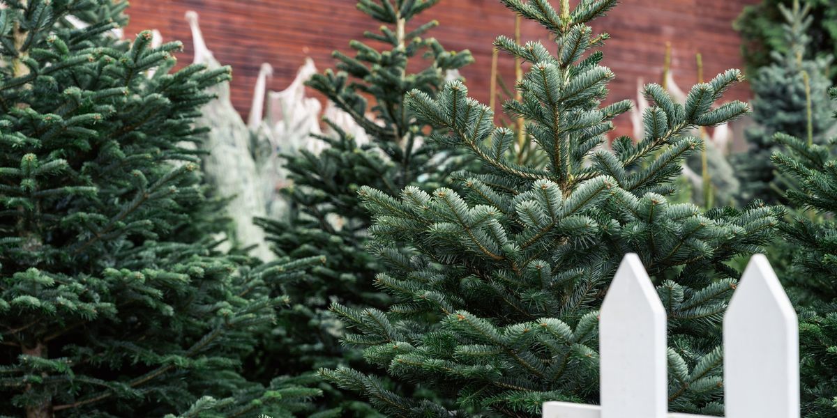 Neighbour row erupts after homeowner leaves Christmas tree on next door’s driveway Neighbour row erupts after homeowner leaves Christmas tree on next door’s driveway