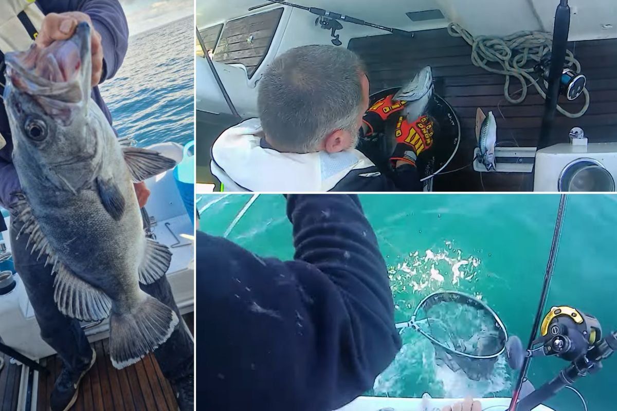 Prehistoric shark-eating fish caught off UK coast in major breakthrough