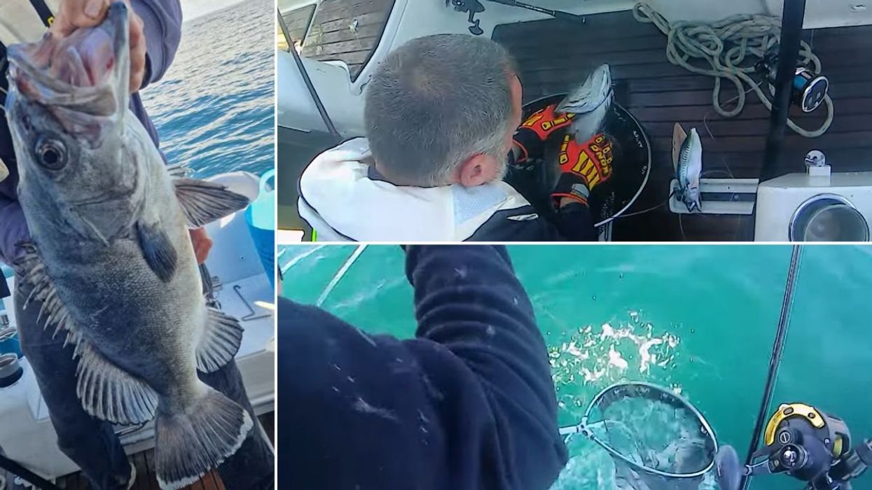 Prehistoric shark-eating fish caught off UK coast in major breakthrough