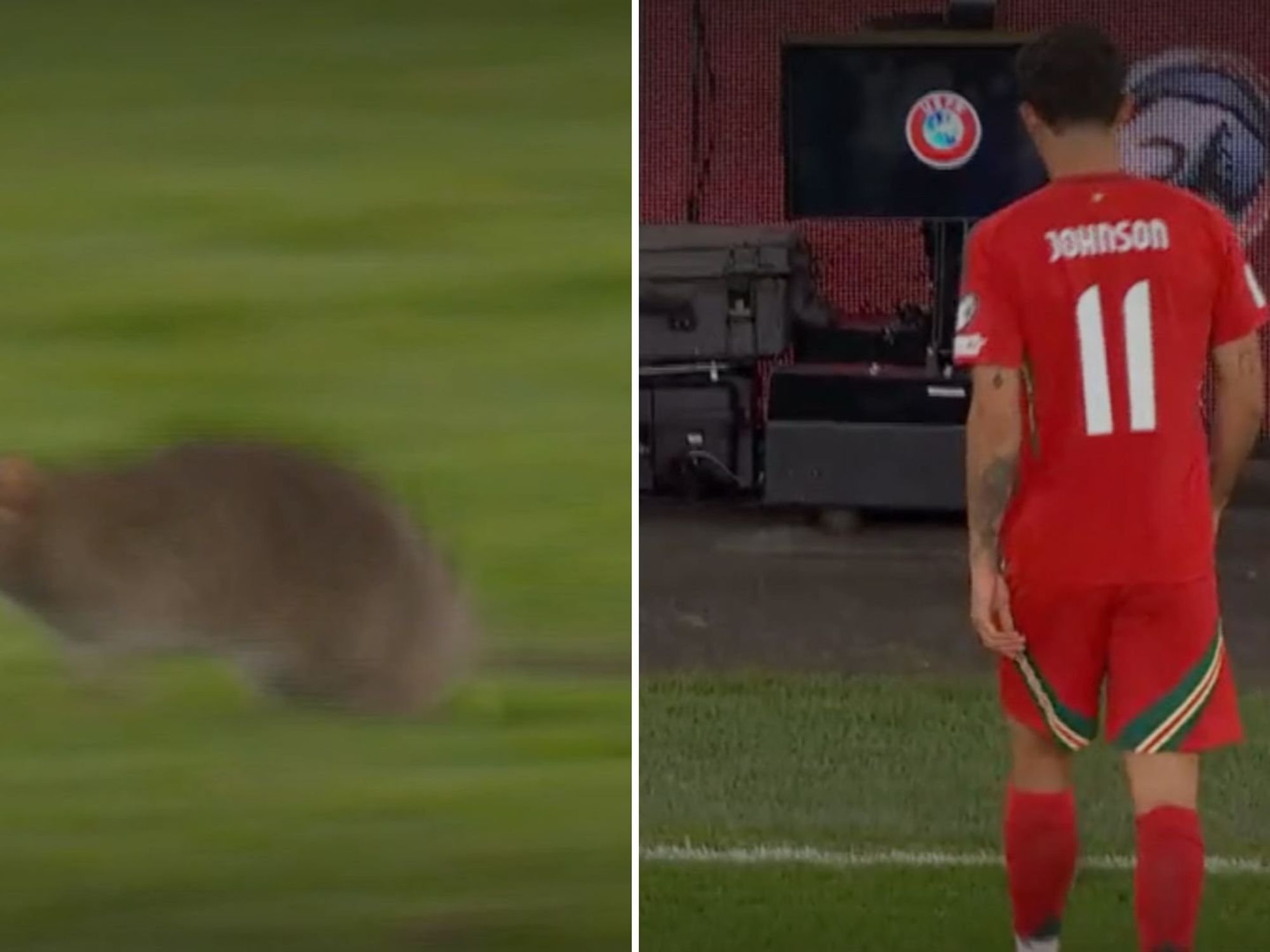 Wales’ World Cup qualifier halted as four-legged fiend spotted on the pitch