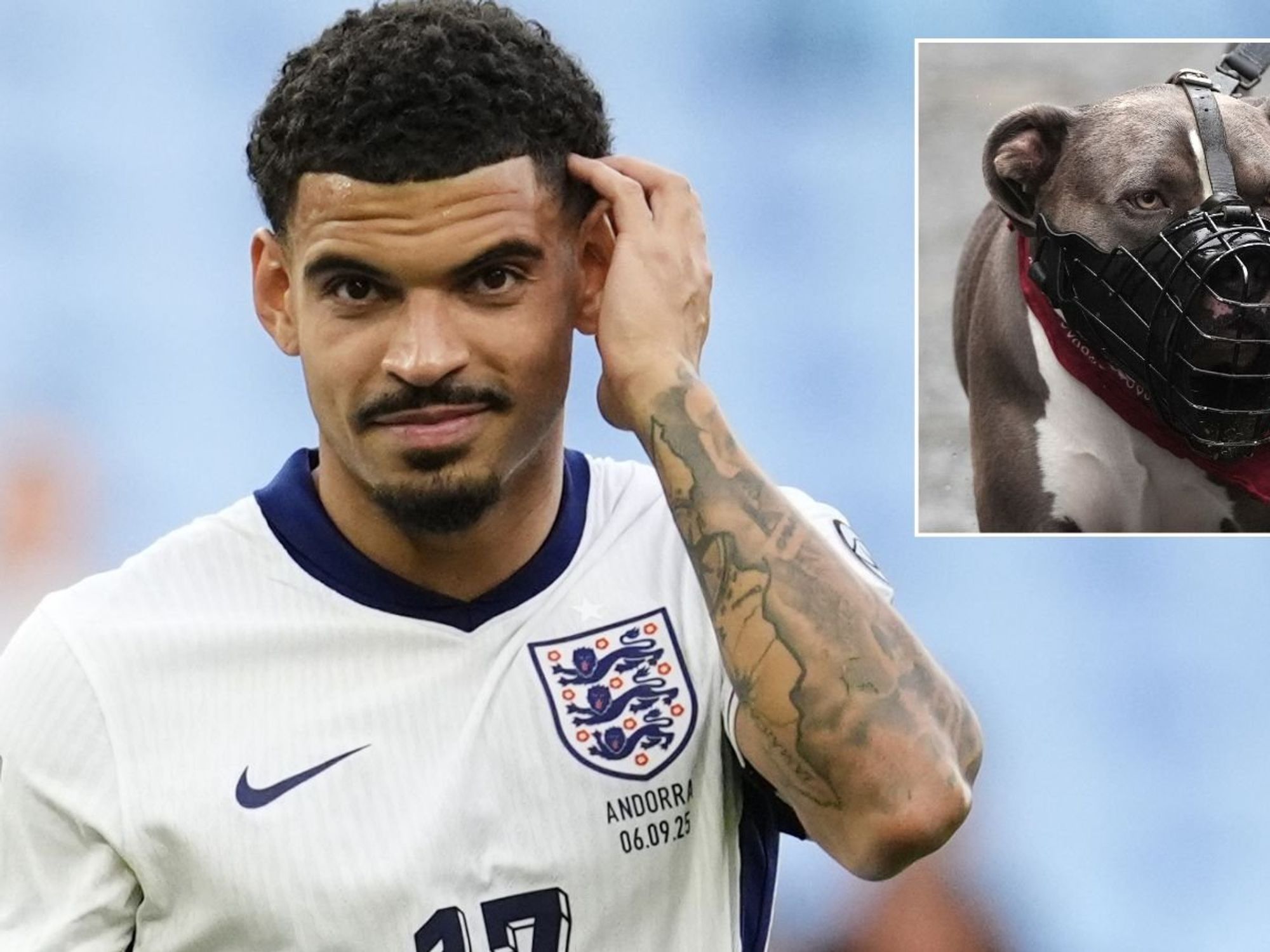 England star admits to forgetting to register banned XL Bully due to being 'busy' as details emerge