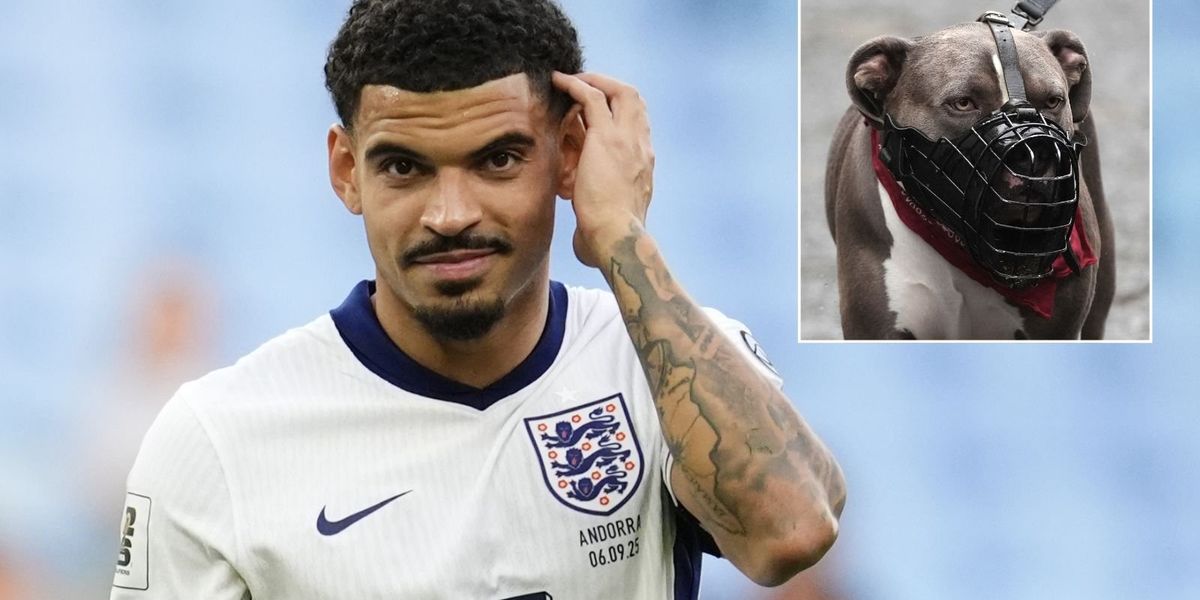 England star admits to forgetting to register banned XL Bully due to being 'busy' as details emerge