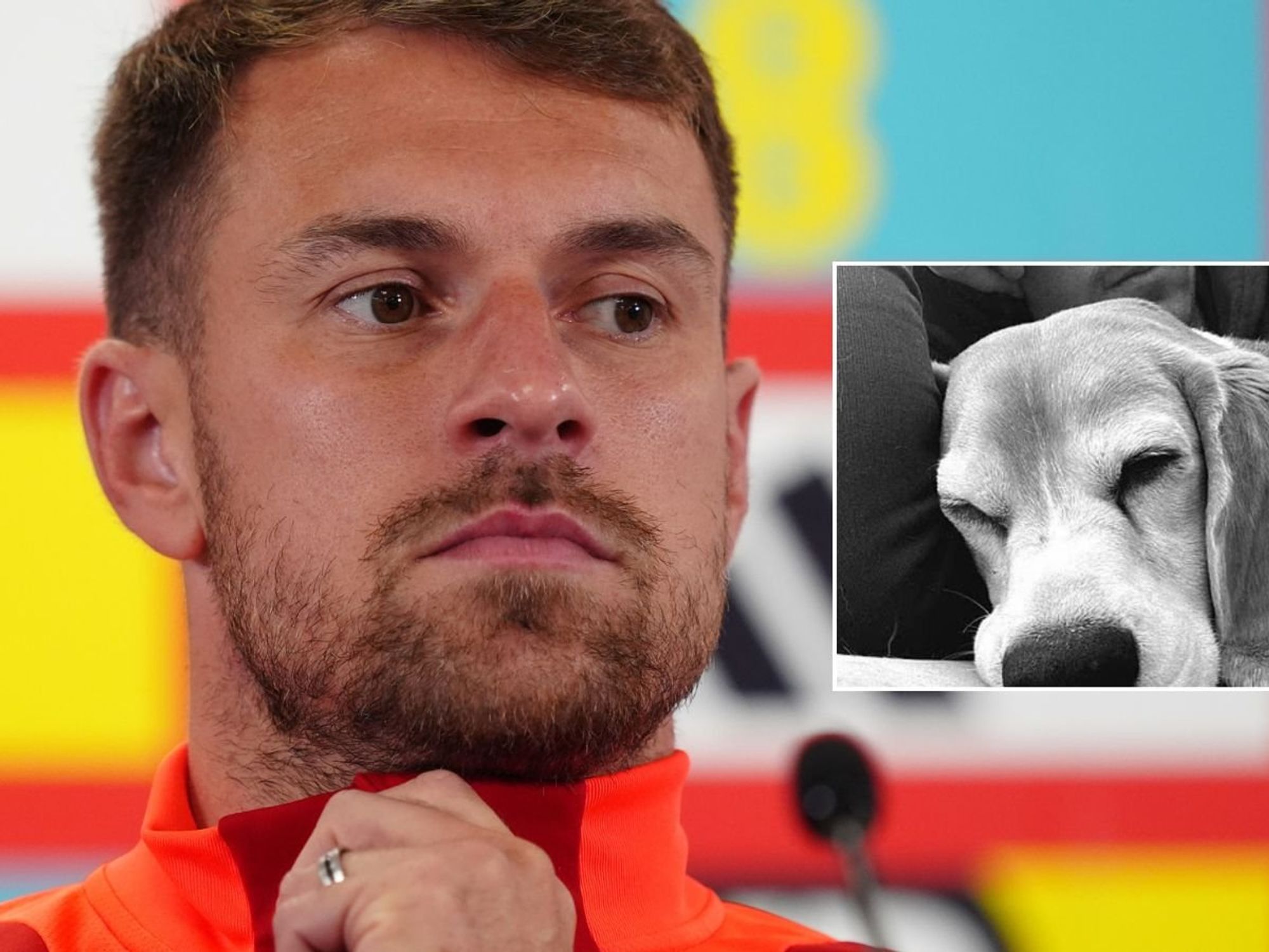 Former Premier League star posts heartbreaking update despite offering huge sum for missing dog