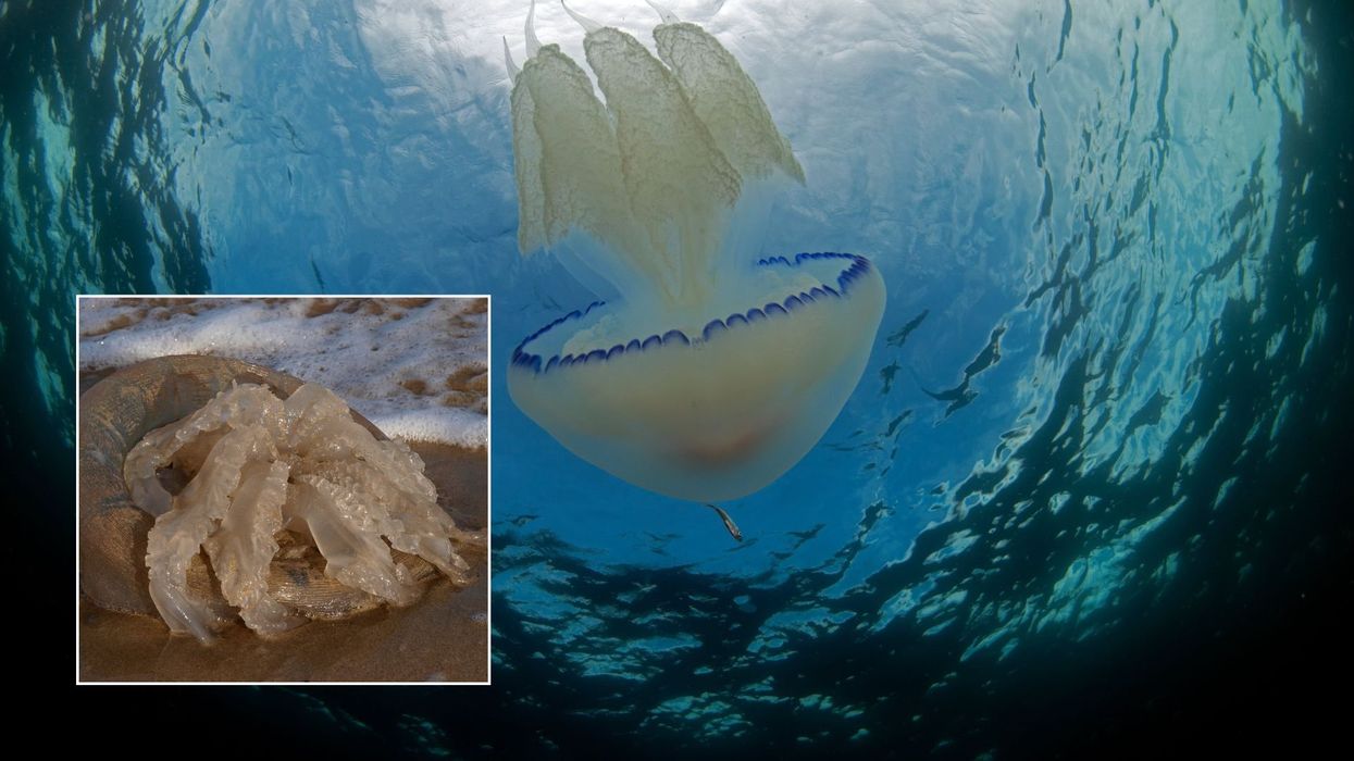 Giant jellyfish weighing 35kg invading British waters in record numbers