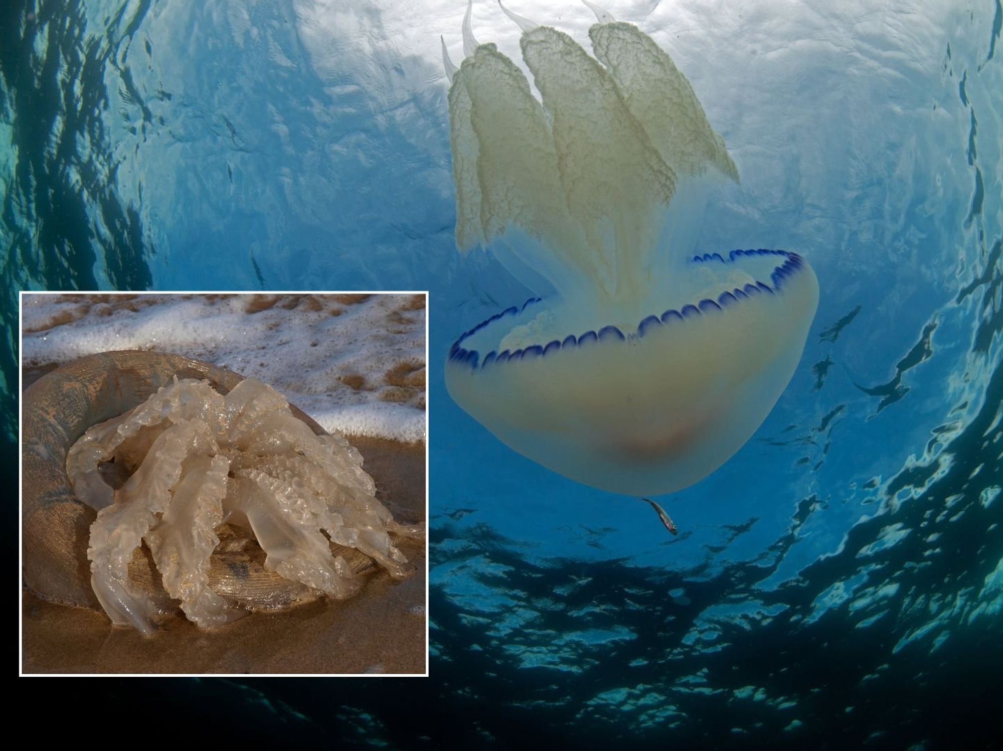 Giant jellyfish weighing 35kg invading British waters in record numbers