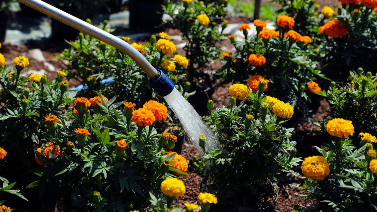 Neighbour row erupts and leads to blows with cricket bat after woman 'cut homeowner's flowers'