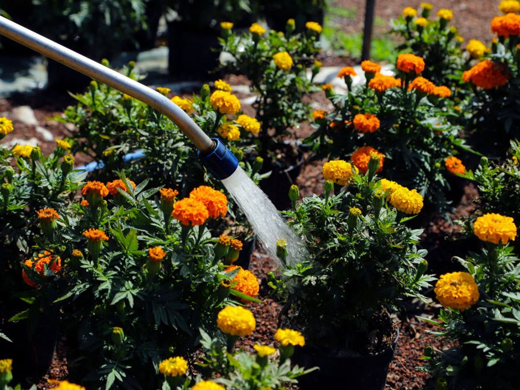 Neighbour row erupts and leads to blows with cricket bat after woman 'cut homeowner's flowers'