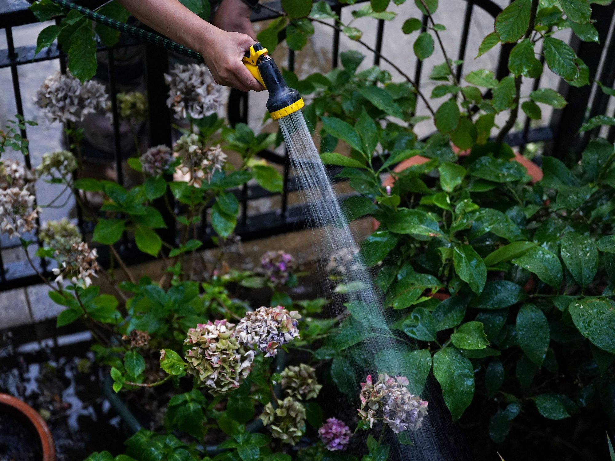 Labour's eco-adviser demands pay-per-litre charge for watering YOUR garden