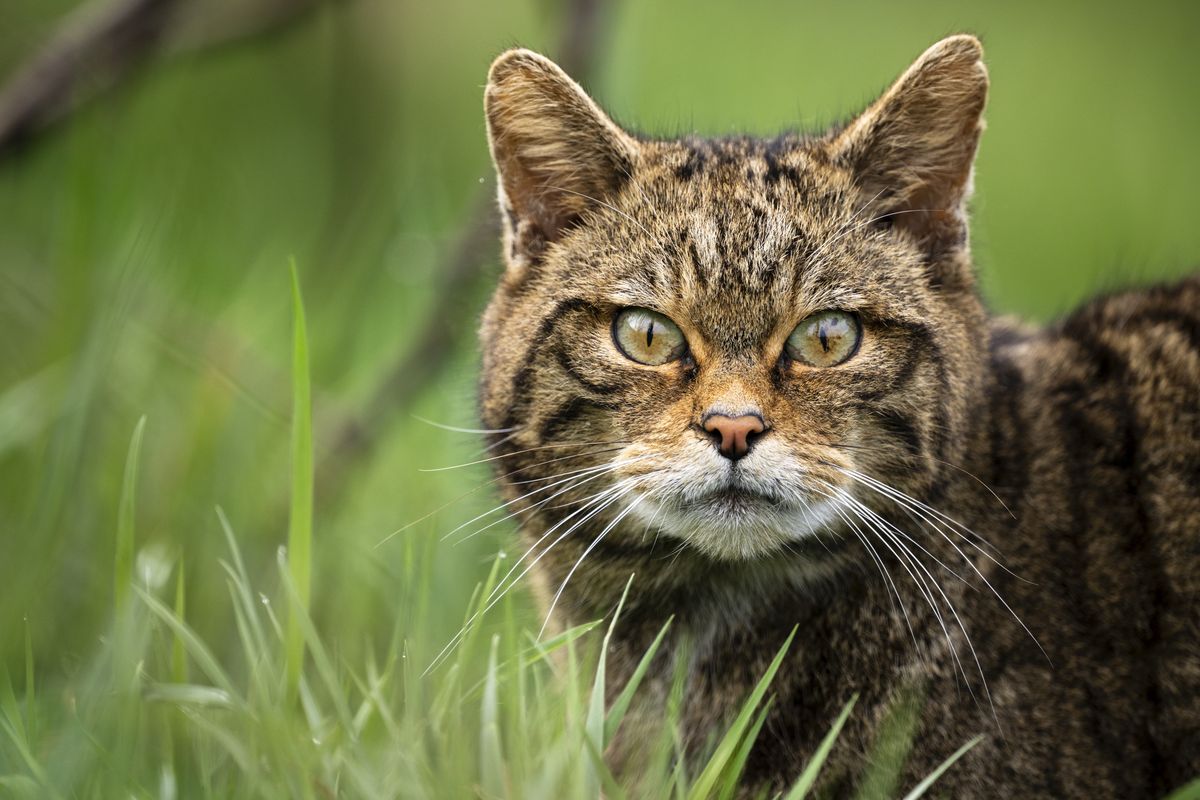 Extinct wildcats once widespread throughout Britain now returning to England after over a century