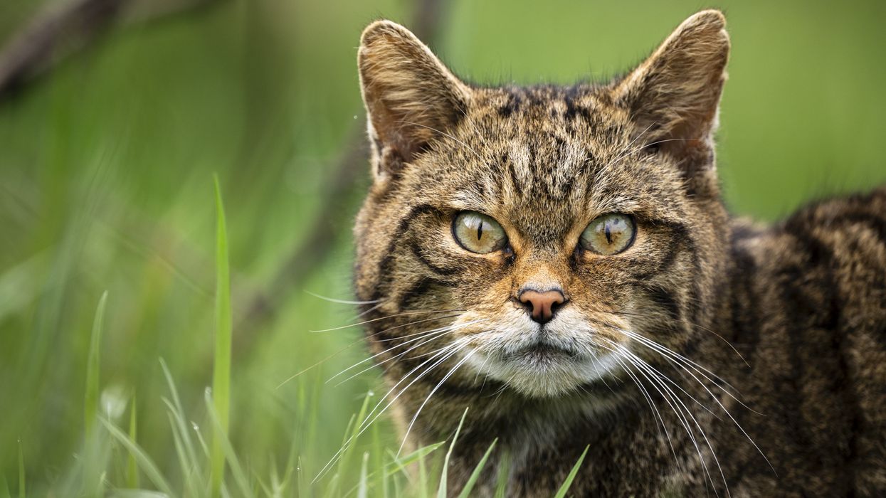 Extinct wildcats once widespread throughout Britain now returning to England after over a century