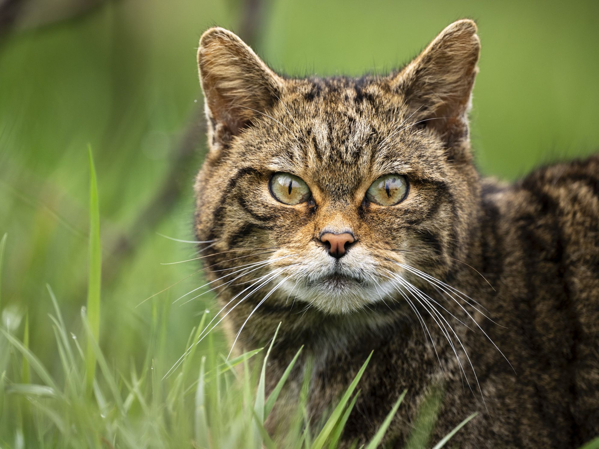 Extinct wildcats once widespread throughout Britain now returning to England after over a century