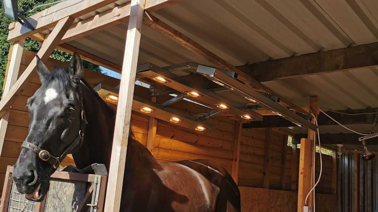 Neighbour row erupts after resident blames 'eyesore' shed for killing her hedge