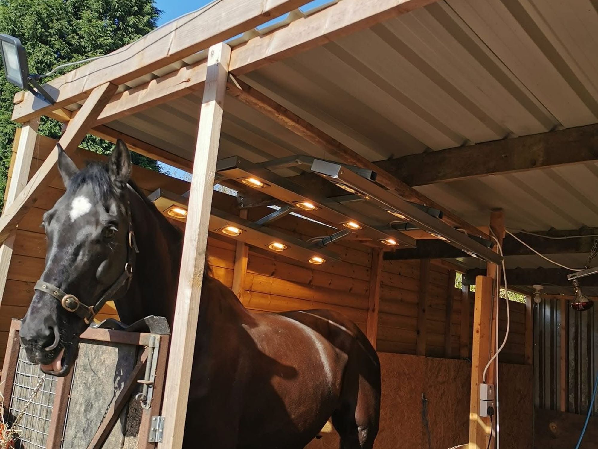 Neighbour row erupts after resident blames 'eyesore' shed for killing her hedge