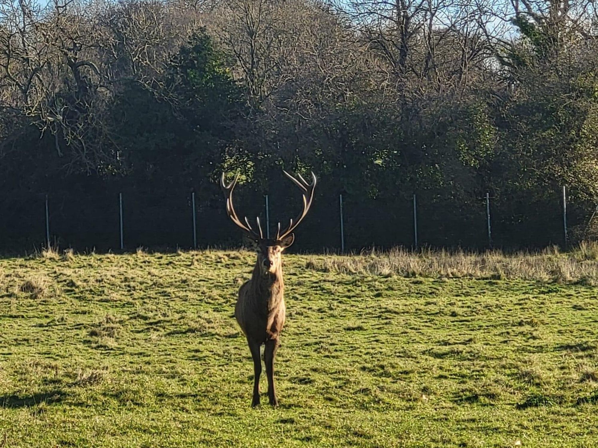 'Lovely stag' decapitated in Irish park after trespassers invade enclosure