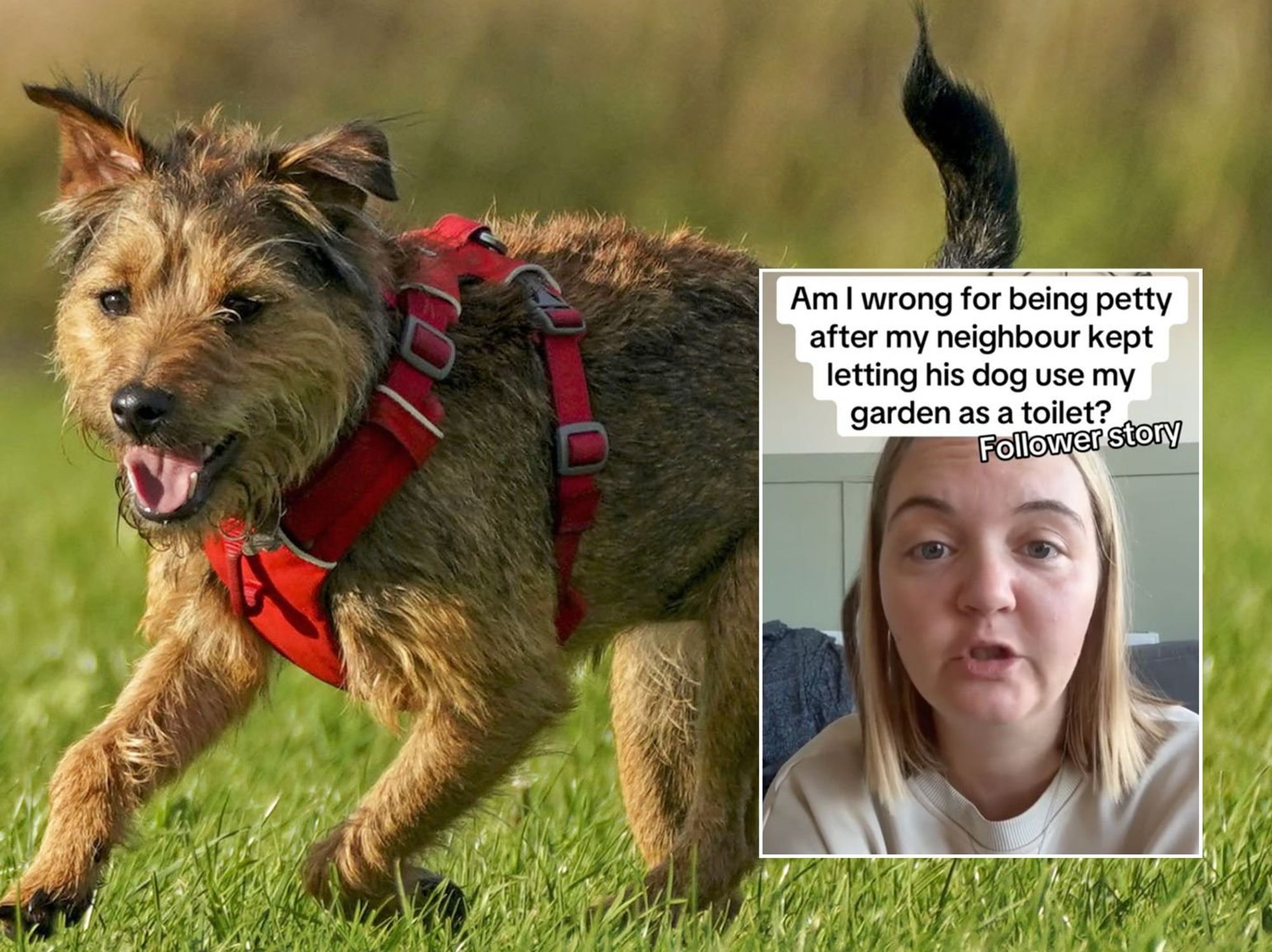 Neighbours left divided after woman names local resident following dog row