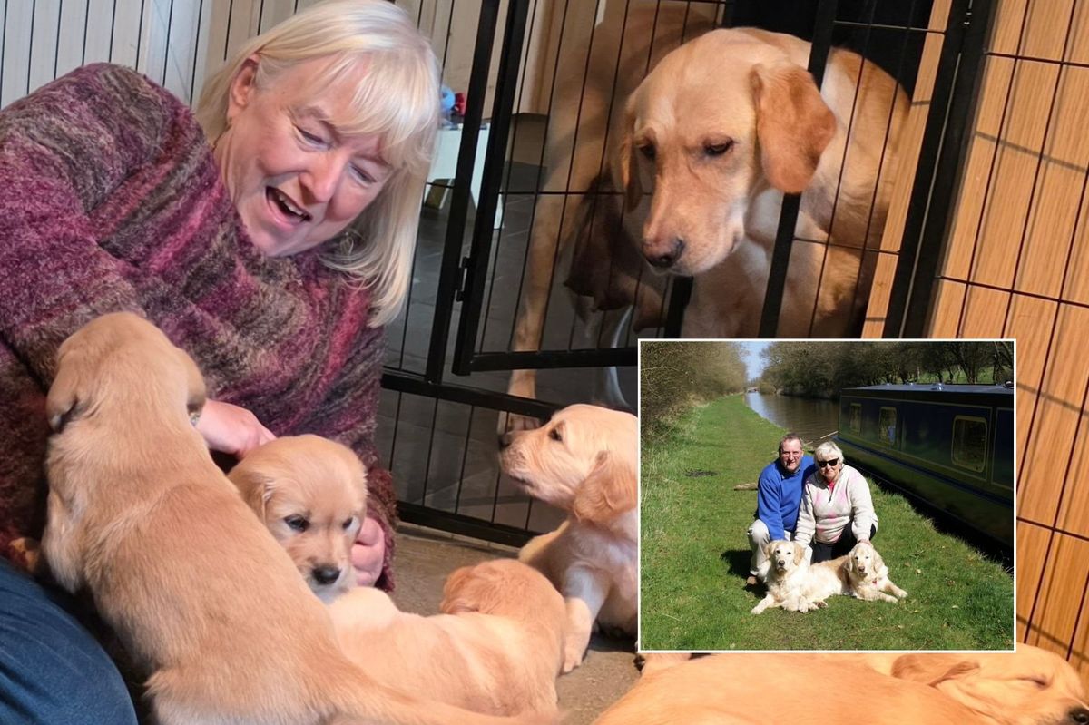 Welsh widow meets guide dog 'grandpups' continuing late husband’s legacy