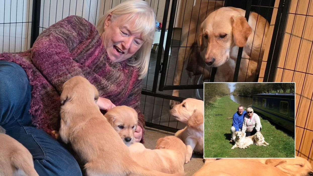 Welsh widow meets guide dog 'grandpups' continuing late husband’s legacy