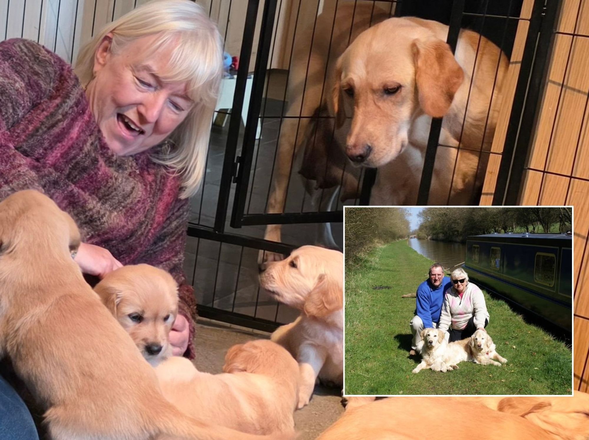 Welsh widow meets guide dog 'grandpups' continuing late husband’s legacy