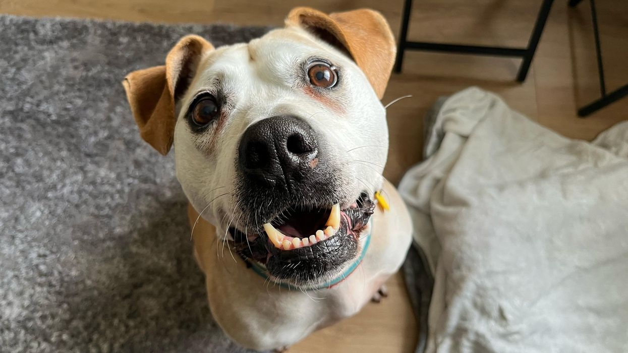 Dog nicknamed 'Captain Cuddles' finally rehomed after spending over 1,000 days in kennel