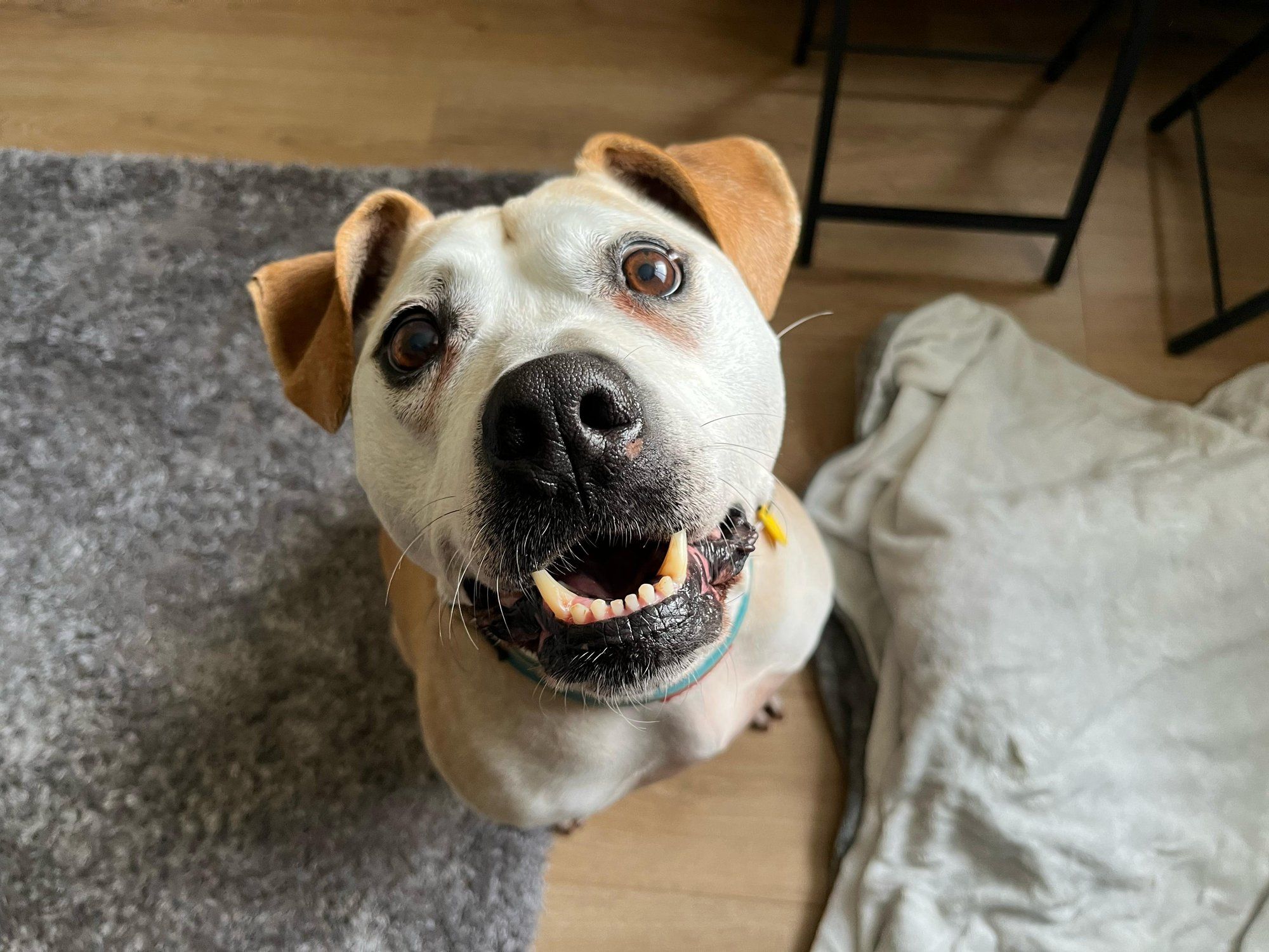 Dog nicknamed 'Captain Cuddles' finally rehomed after spending over 1,000 days in kennel