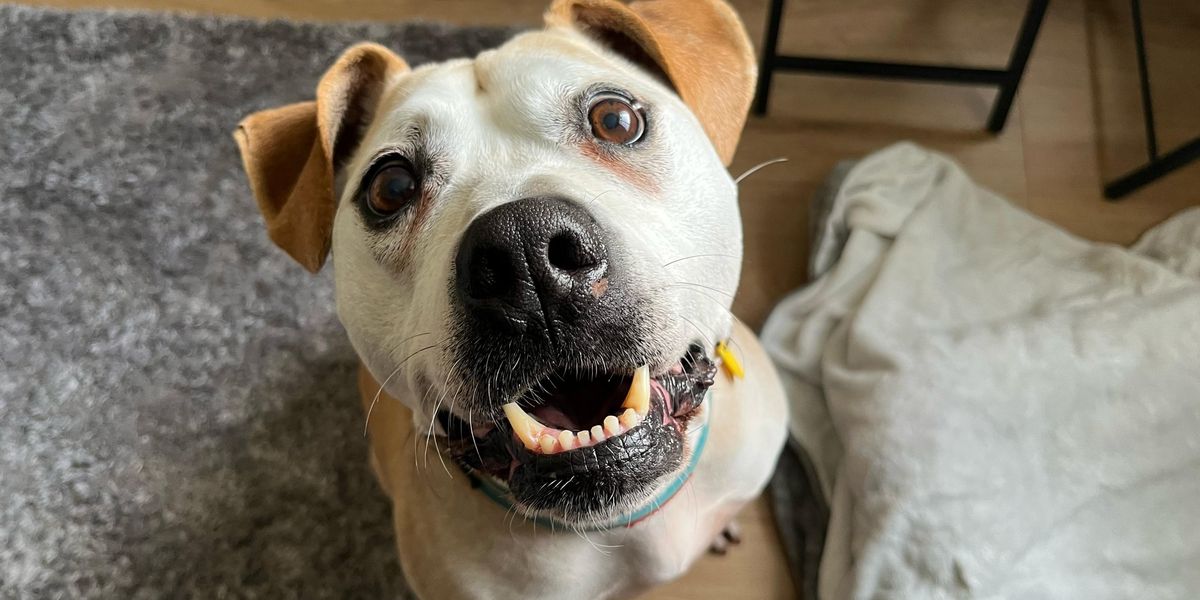 Dog nicknamed ‘Captain Cuddles’ finally rehomed after spending over 1,000 days in kennel Dog nicknamed ‘Captain Cuddles’ finally rehomed after spending over 1,000 days in kennel