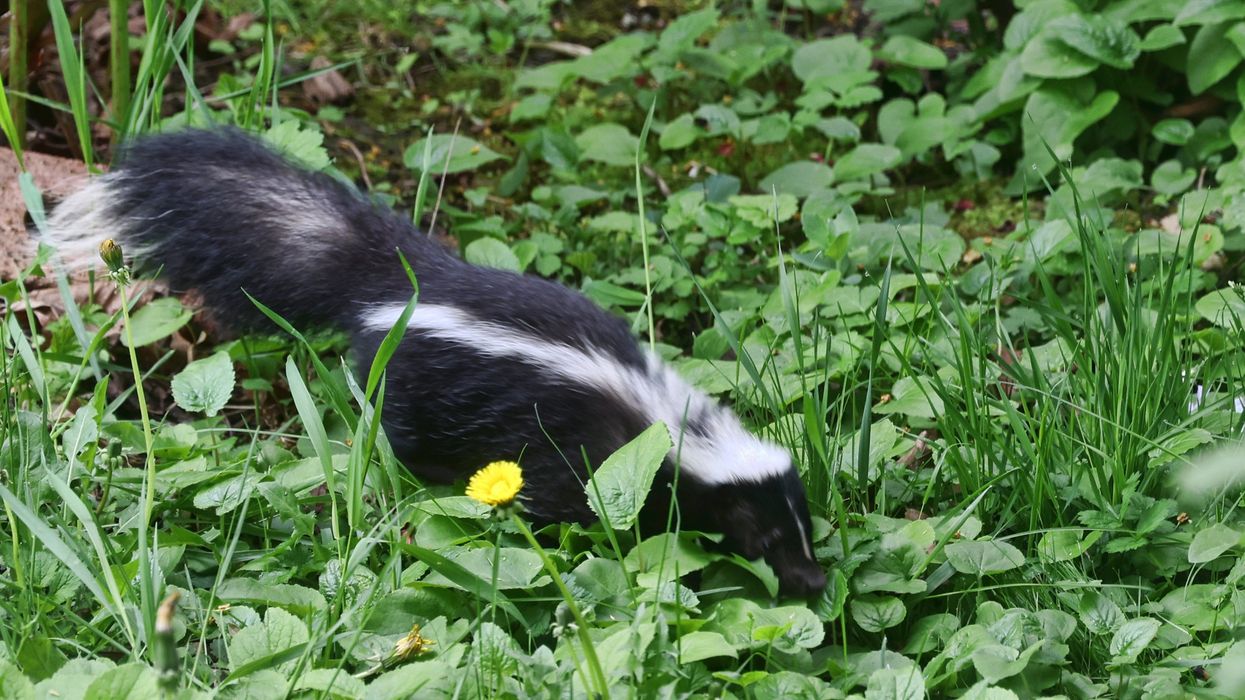 Man dies after contracting rabies from organ donor attacked by a skunk
