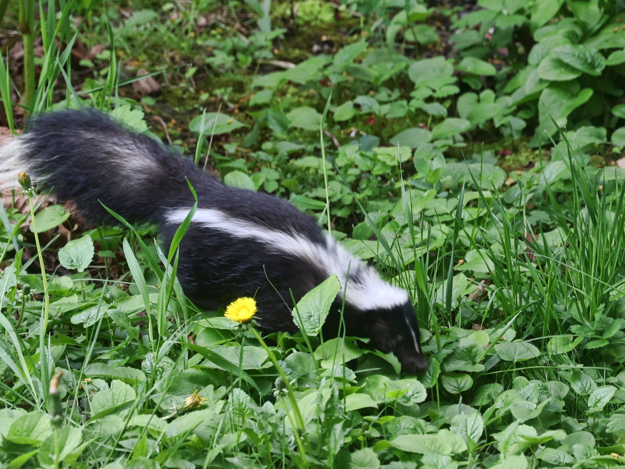 Man dies after contracting rabies from organ donor attacked by a skunk