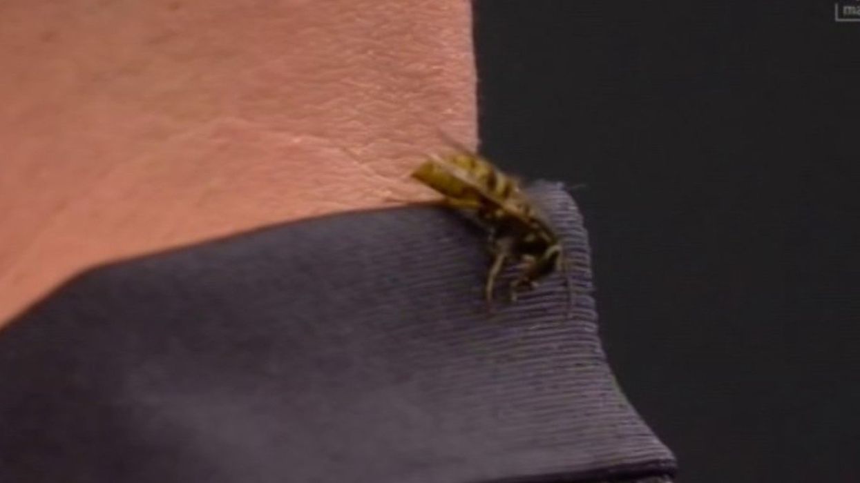 Darts fans terrified for Alexandra Palace wasp after incident in World Championship match