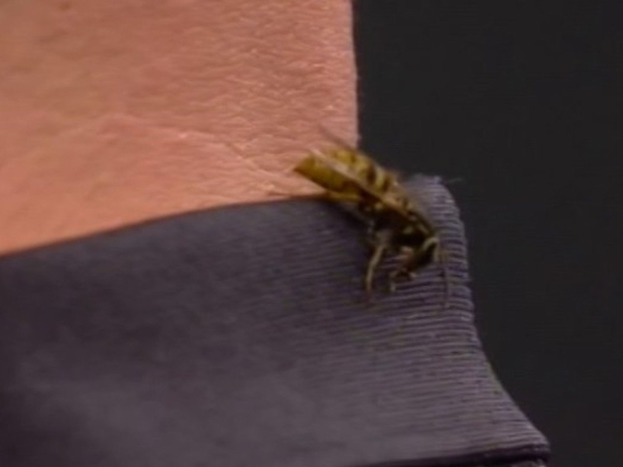 Darts fans terrified for Alexandra Palace wasp after incident in World Championship match