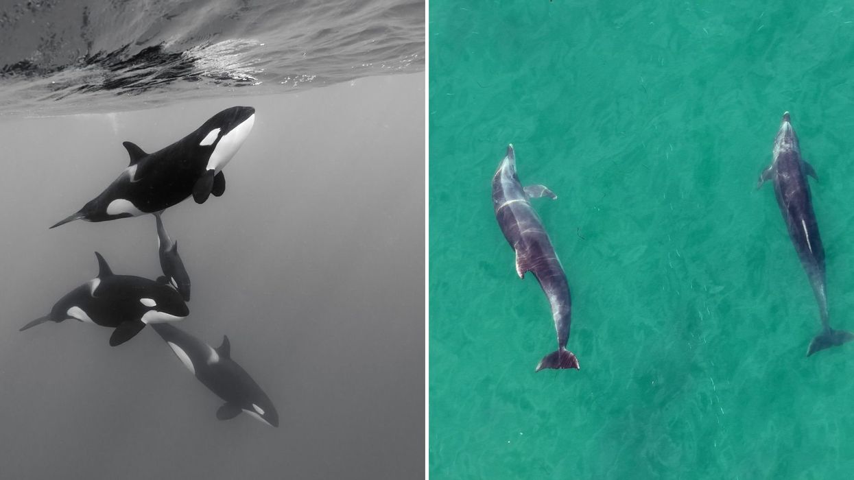 Orcas and dolphins are now hunting together in major scientific discovery