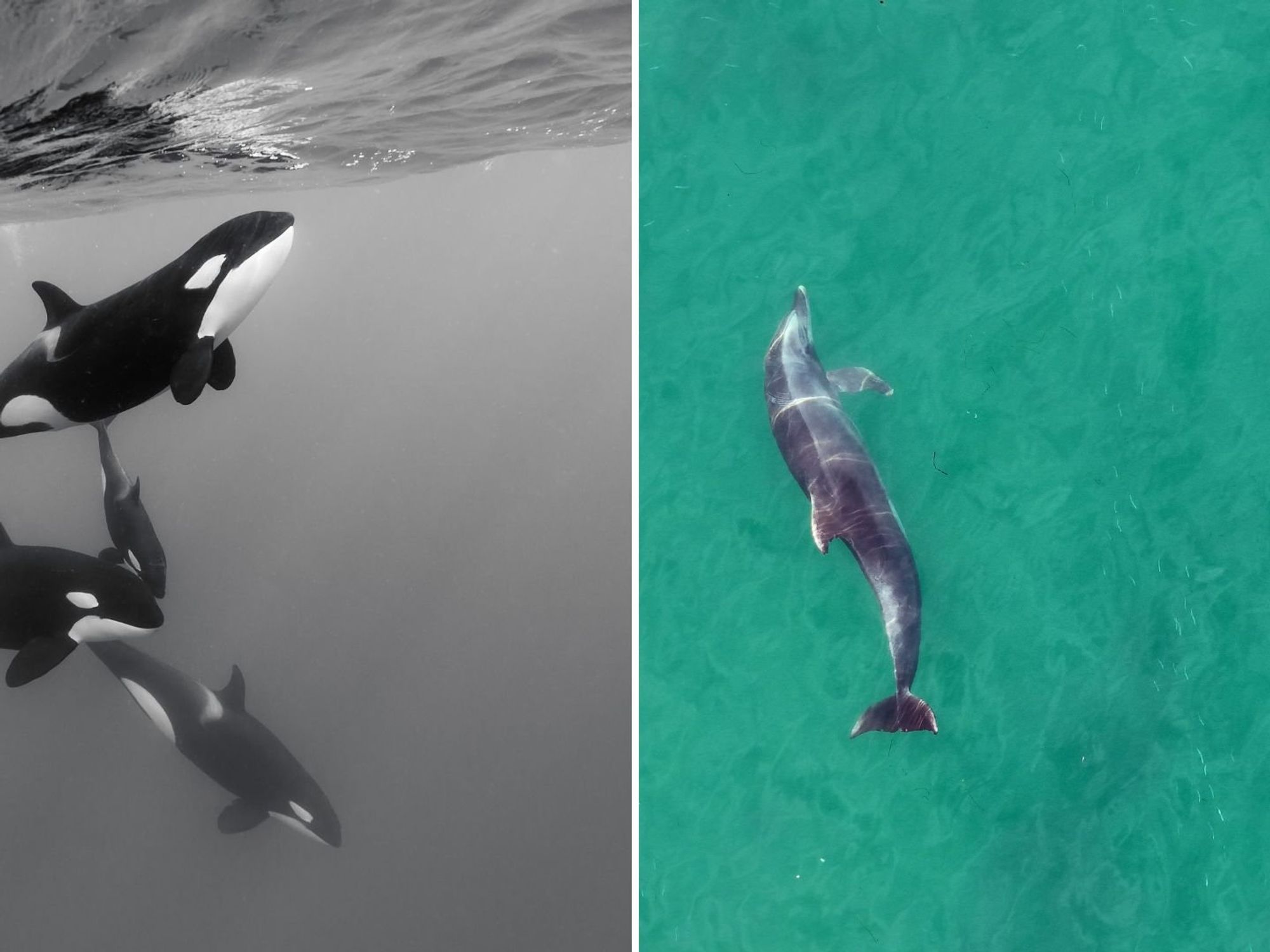 Orcas and dolphins are now hunting together in major scientific discovery