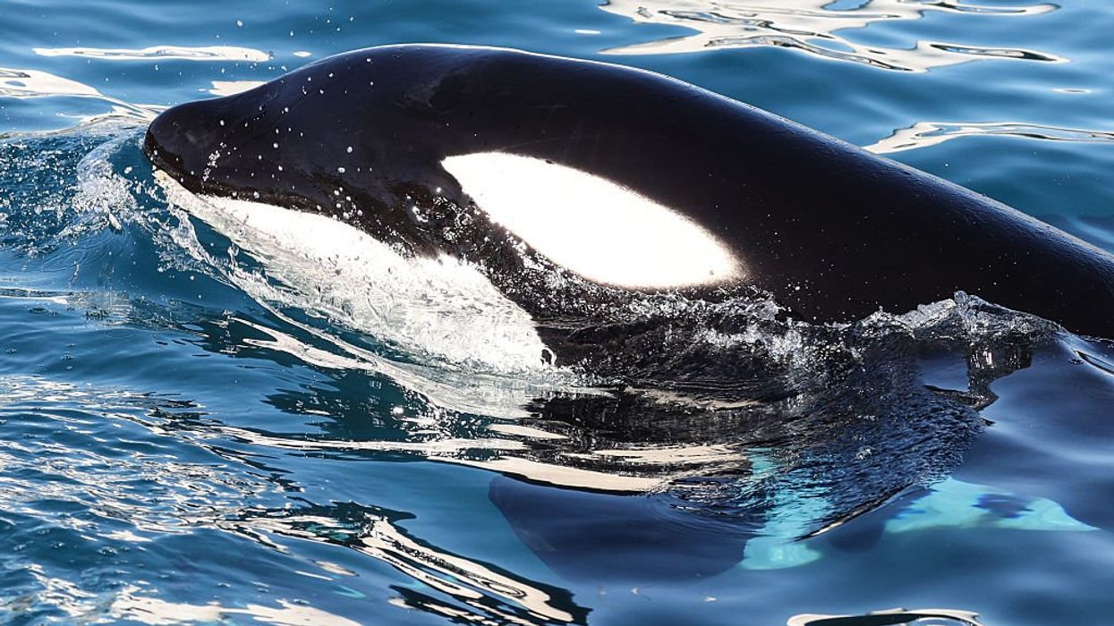 Scientists use drones to detect deadly virus in Arctic whales' breath in concerning discovery