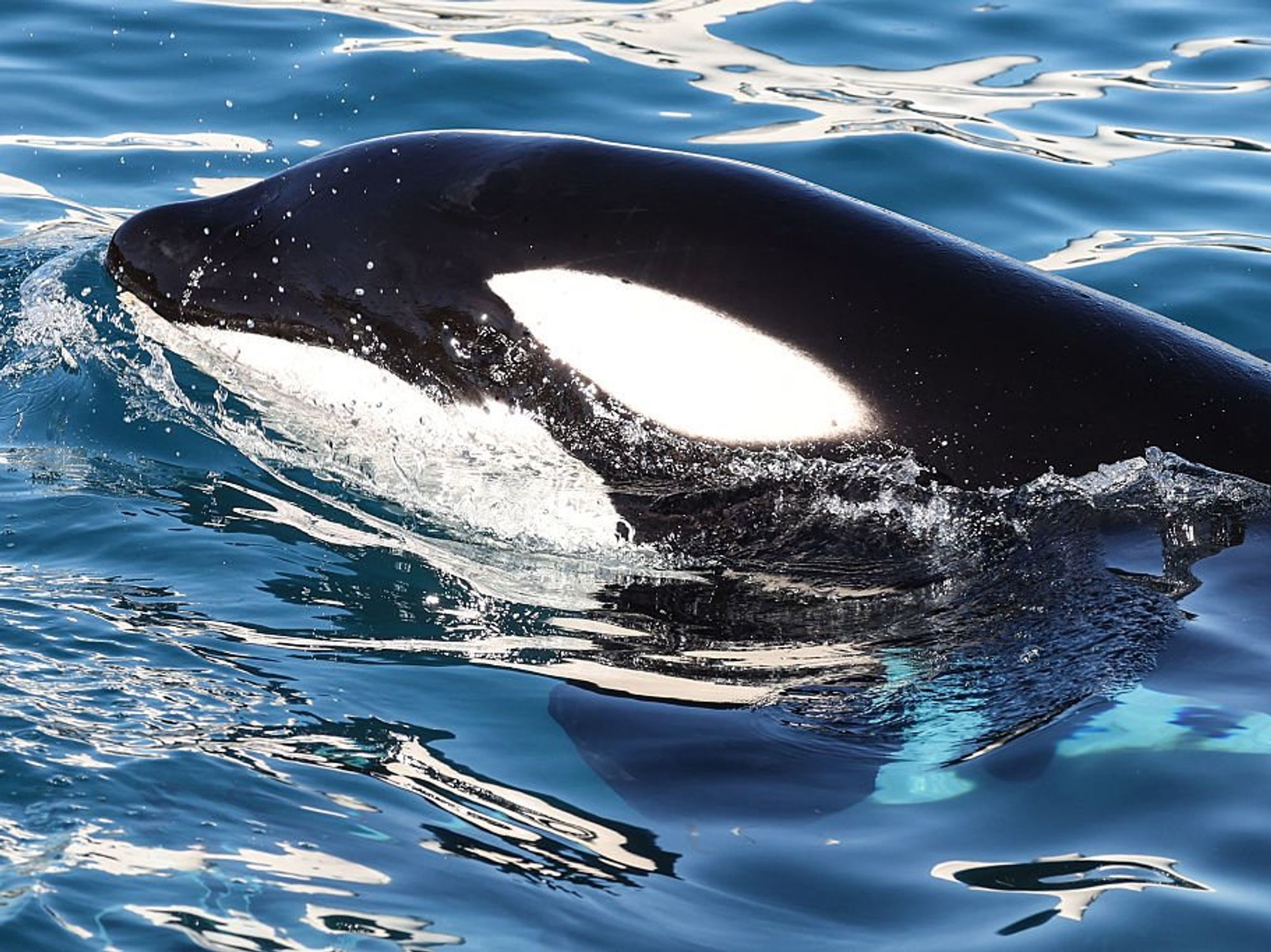 Scientists use drones to detect deadly virus in Arctic whales' breath in concerning discovery