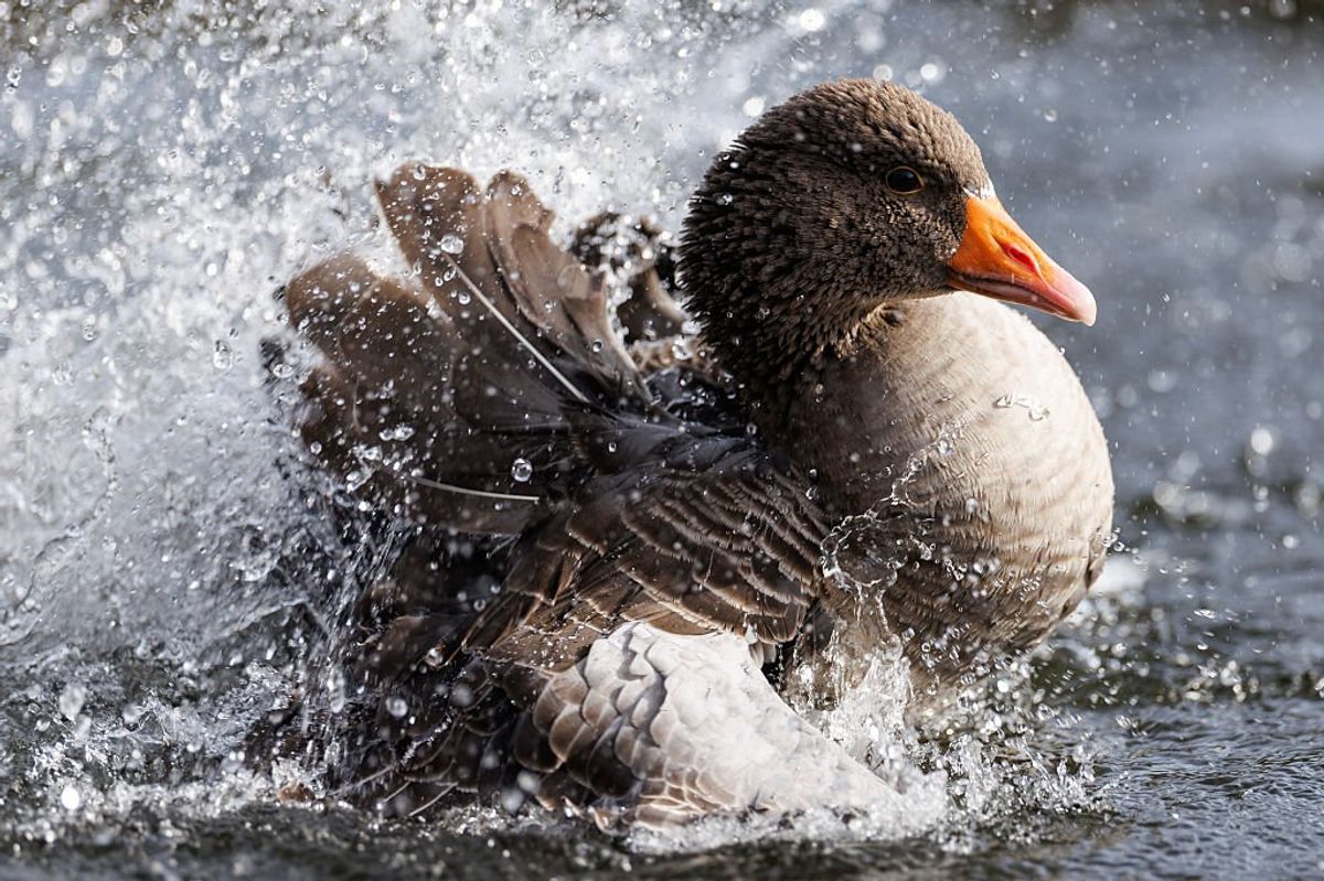 Much-loved geese 'stolen from park to be eaten on Christmas Day'