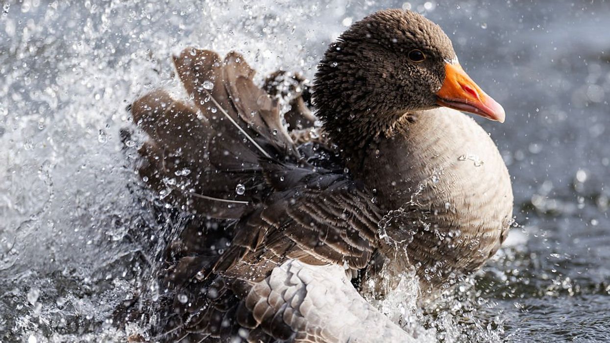 Much-loved geese 'stolen from park to be eaten on Christmas Day'