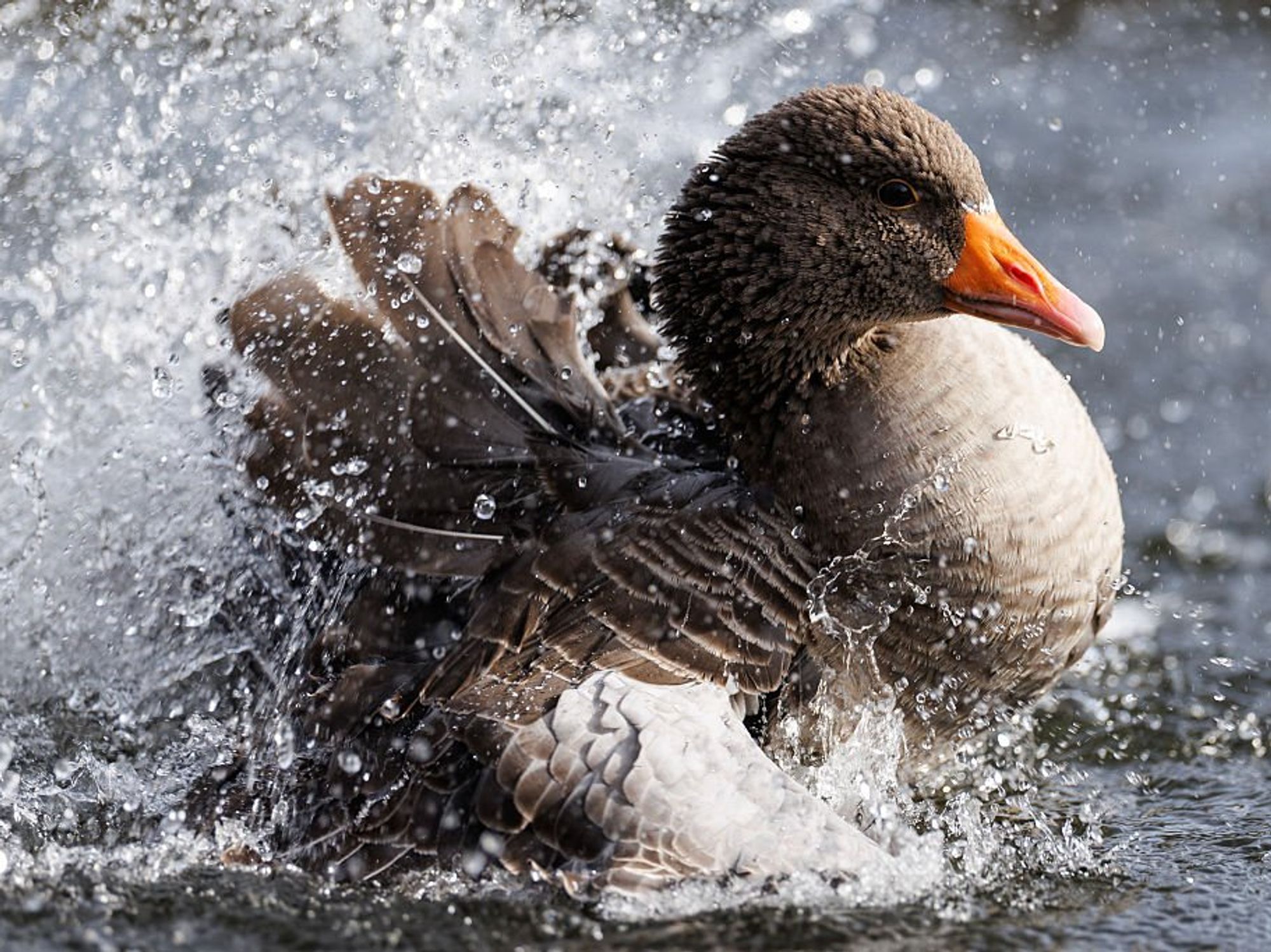 Fears much-loved geese are being stolen from park ‘to be eaten on Christmas Day’