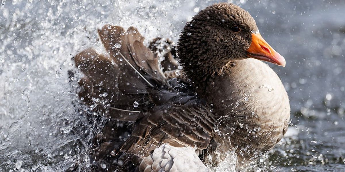 Fears much-loved geese are being stolen from park ‘to be eaten on Christmas Day’ Fears much-loved geese are being stolen from park ‘to be eaten on Christmas Day’