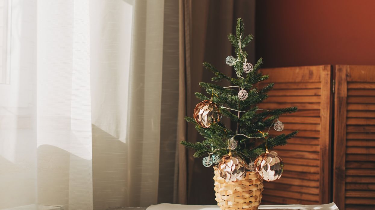 Farmer who owns 'oldest Christmas tree in Wales' brings it out for 94th consecutive year