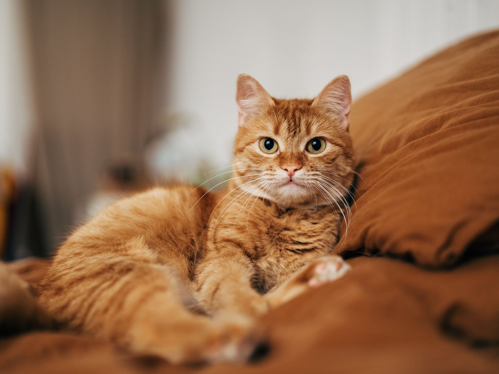 Neighbours go to court over cat mess row as dad left 'waking up with dread every day'