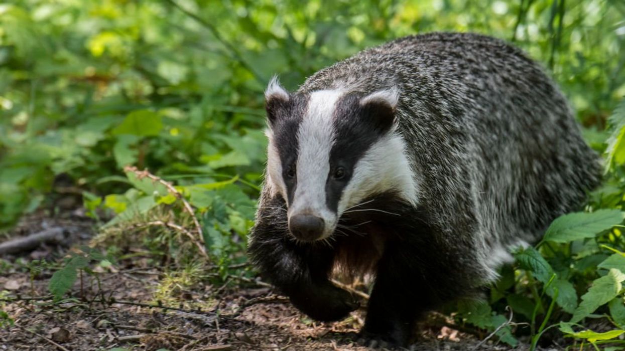 Woman wins payout after husband accidentally shot dog while trying to scare off badgers