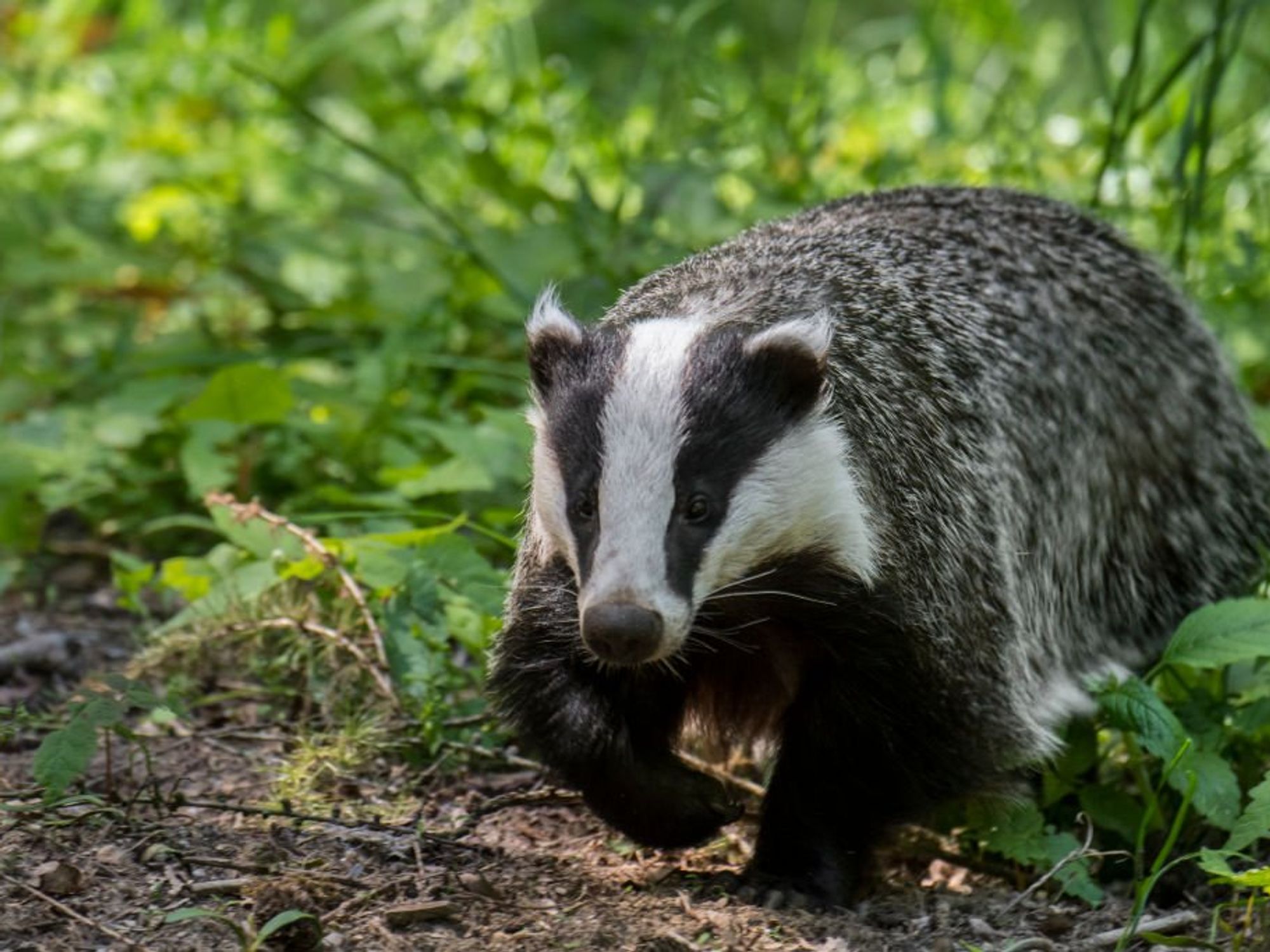 Woman wins payout after husband accidentally shot dog while trying to scare off badgers
