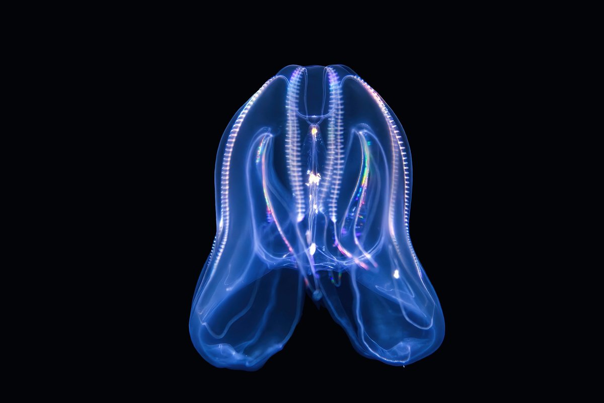 Venice under invasion from cannibalistic jellyfish, scientists warn