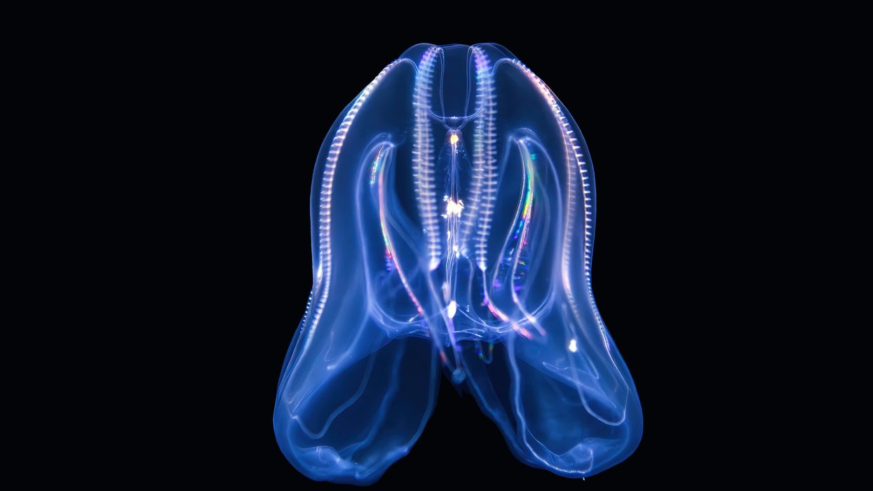 Venice under invasion from cannibalistic jellyfish, scientists warn