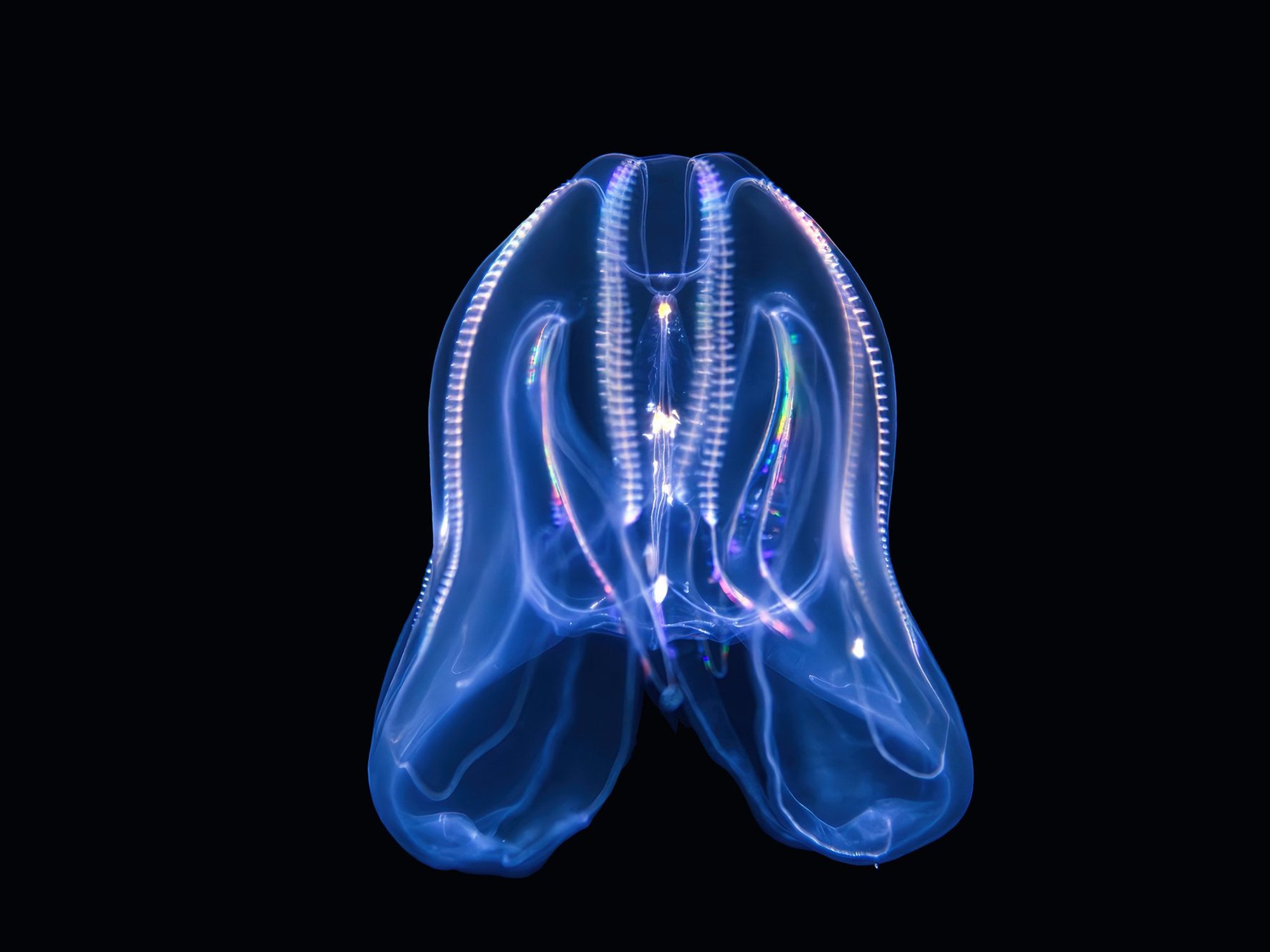 Venice under invasion from cannibalistic jellyfish, scientists warn