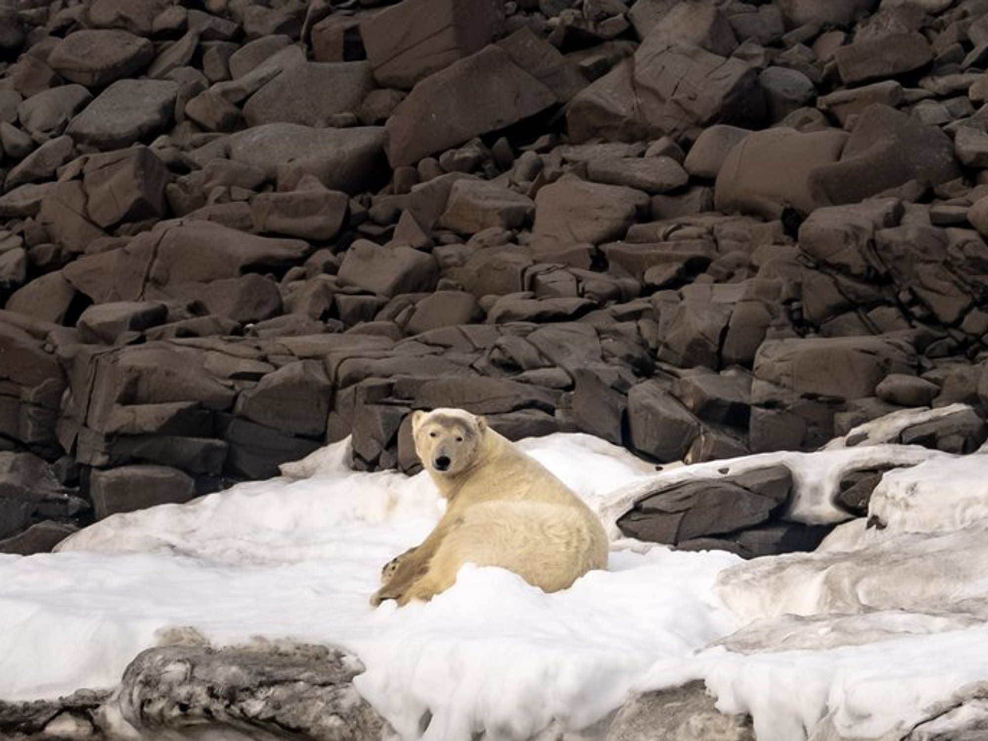 Polar Bears in the Arctic Circle are getting FATTER, shocking research reveals